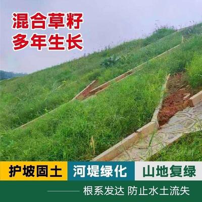 护坡草籽护坡王绿化草种子四季青庭院草坪耐旱耐寒绿化草种籽