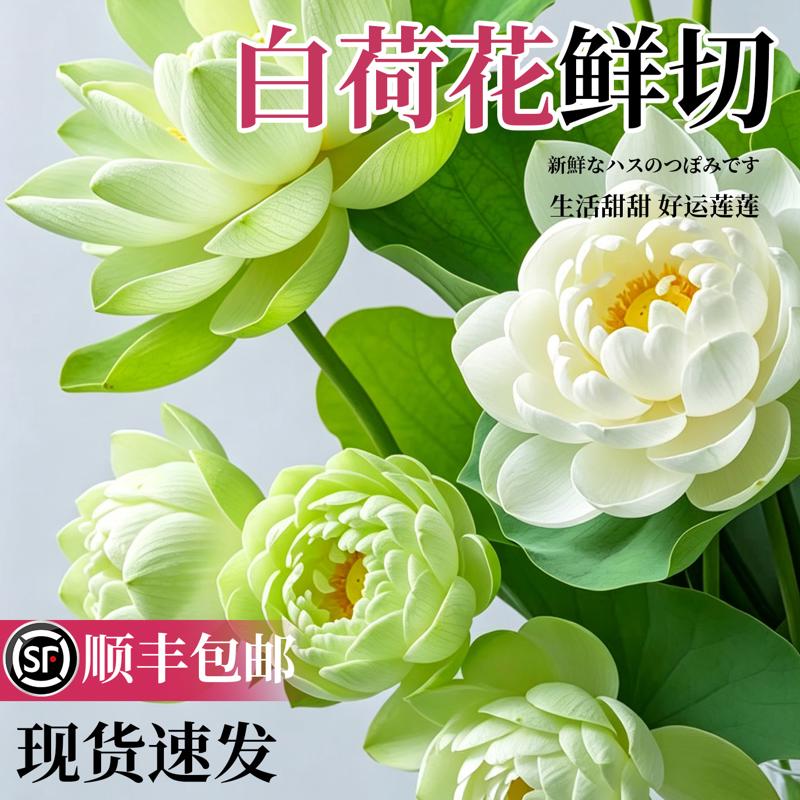 白色荷花鲜切鲜花云南直发重瓣鲜切花水培白莲花花束插花睡莲莲蓬