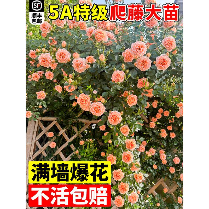 蔷薇花苗爬藤月季花苗四季开花植物盆栽室外庭院爬墙月季玫瑰花卉