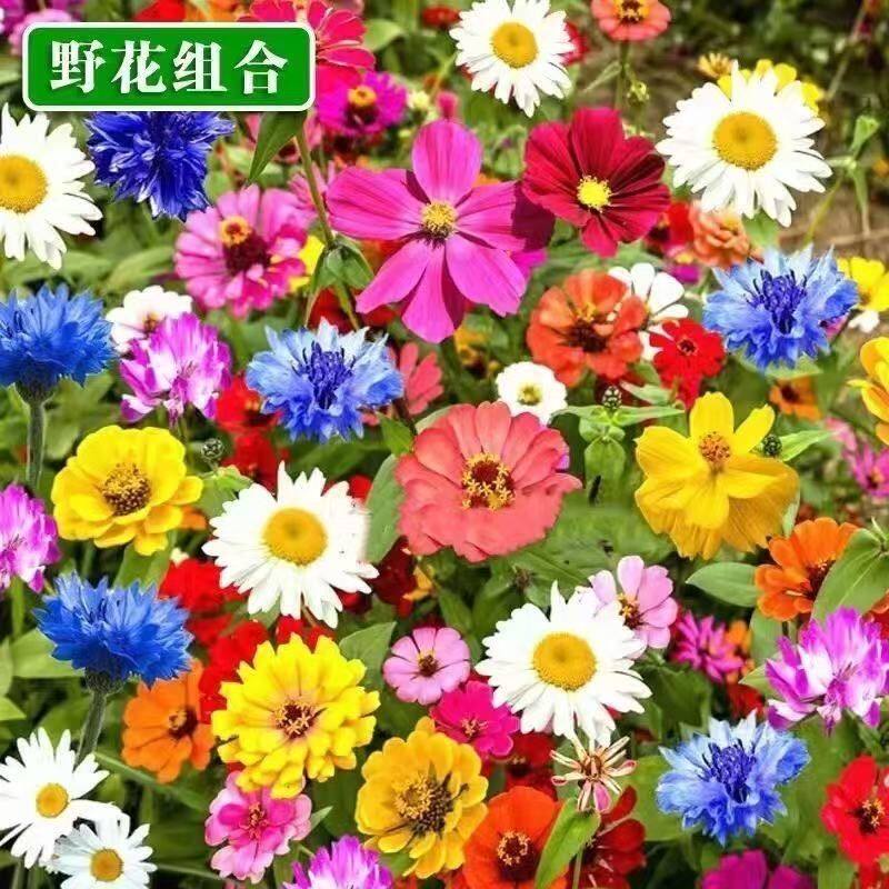 耐寒矮生野花组合花种子四季开花庭院室外阳台花籽子百日草波斯菊