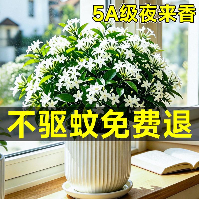 夜来香盆栽室内带花苞树苗阳台桌面驱蚊驱虫植物花卉绿植四季好养