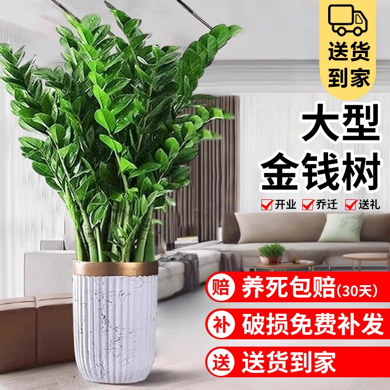 金钱树盆栽客厅大花盆办公室绿植大型植物开业送礼摆件公司前台花