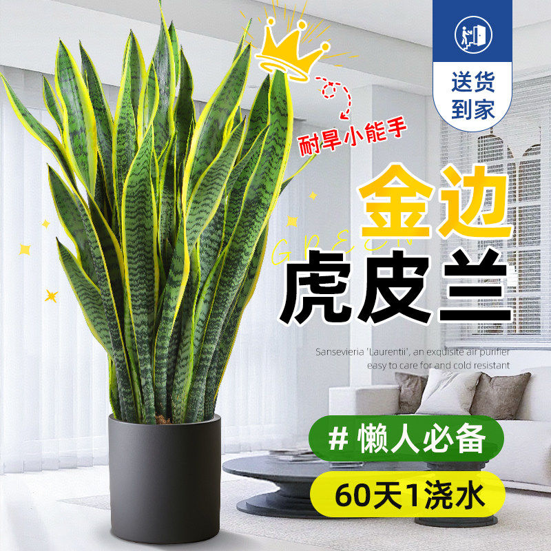 精品金边虎皮兰绿植大花盆大型黄金虎尾兰客厅好养高端大号盆栽