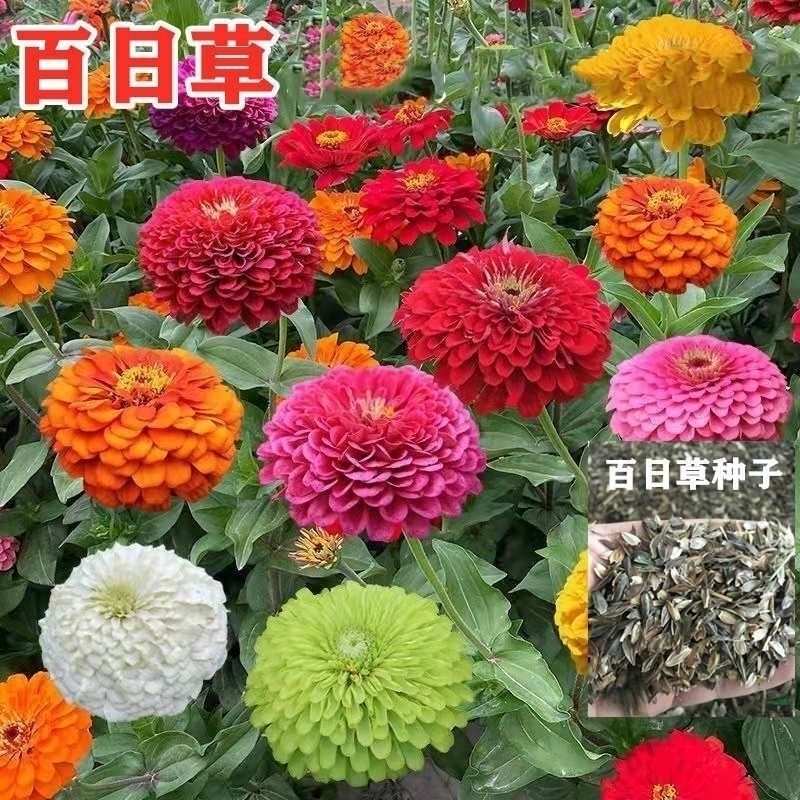 矮杆百日草花种子七彩重瓣百日菊花籽四季种易活庭院道路花海