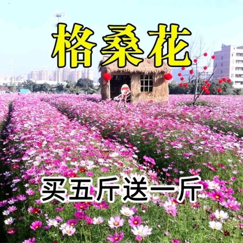 花卉种子花籽四季种易活格桑花波斯菊花草百日草野花组合开花室外