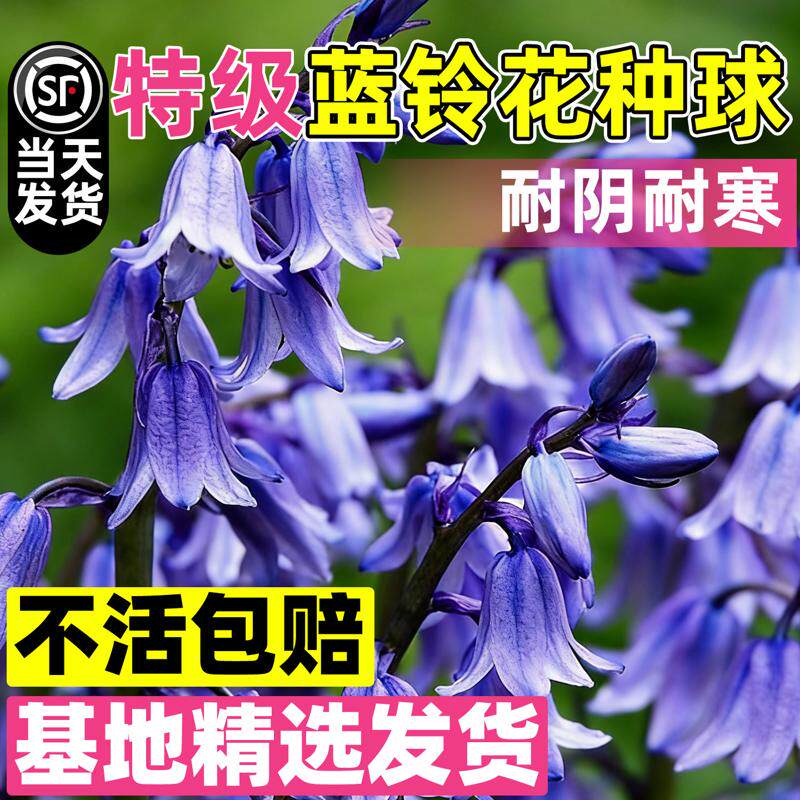 蓝铃花种球根苗四季种植野风信子花园庭院阳台耐寒多年生盆栽花卉