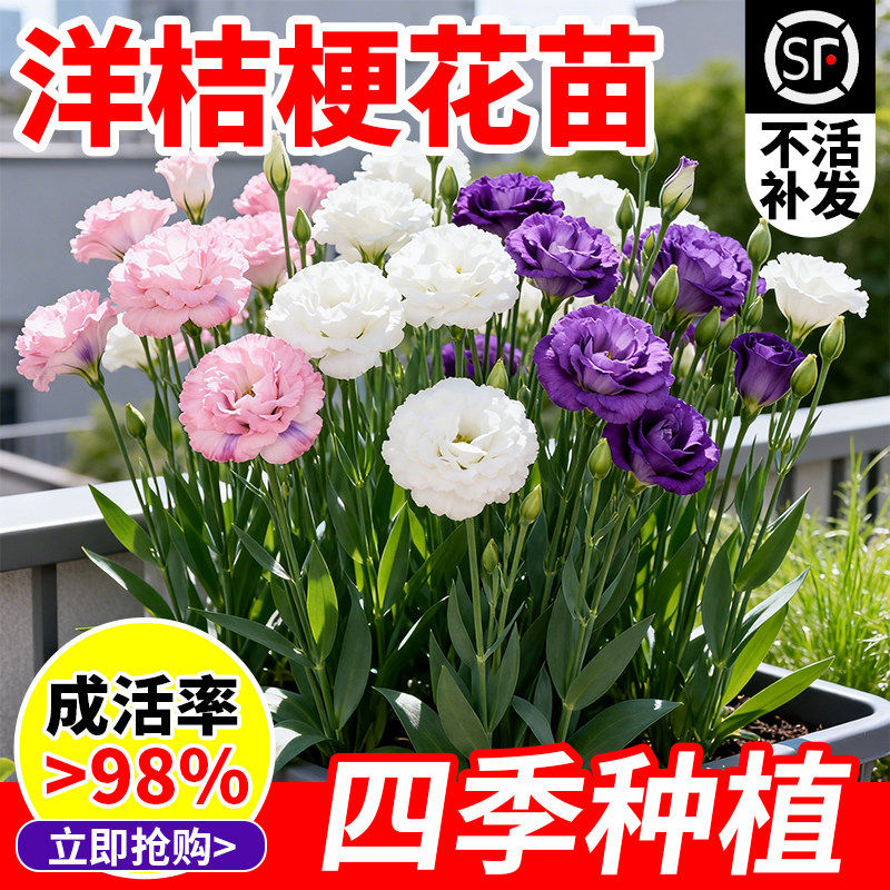 洋桔梗花苗重瓣大花阳台庭院耐热花园植物南北方花卉四季好养易活