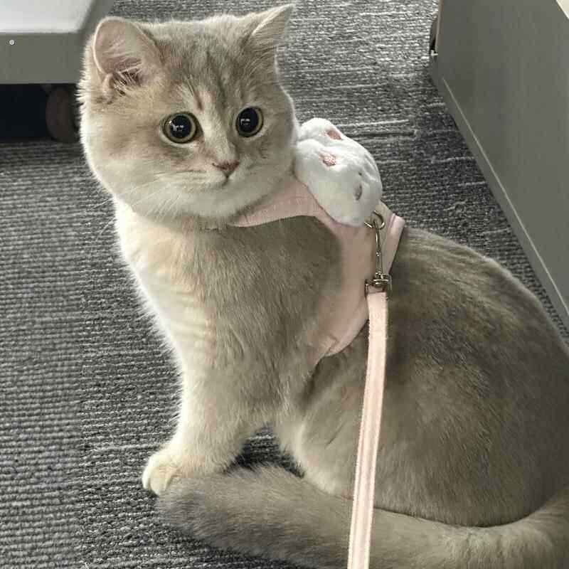 猫咪牵引绳可爱兔子胸背防挣脱工字型遛猫绳狗狗放走丢背心式猫链