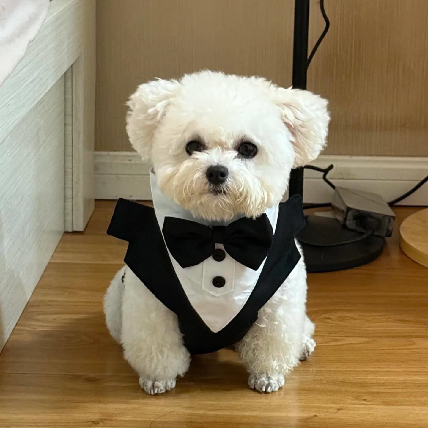 狗狗婚礼衣服小型犬西装礼服宠物胸抱婴袋牵引绳背心式结婚拍照道