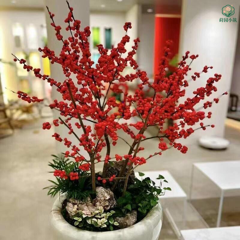 冬季北美冬青年宵花卉盆栽喜庆相思豆盆景花苗耐寒带红果鲜花耐寒