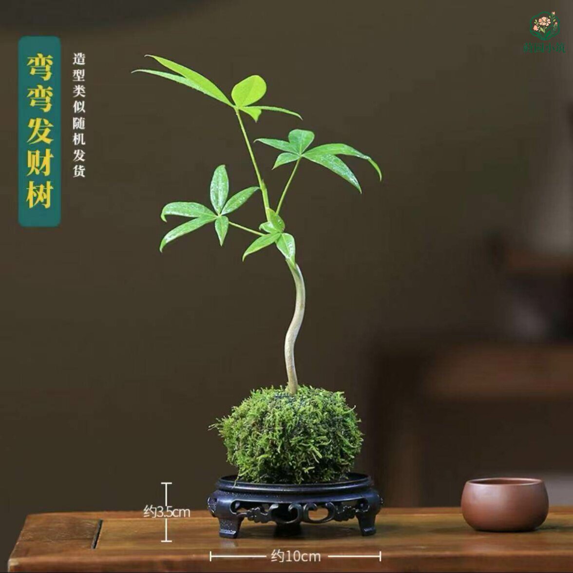 【五福发财树】苔玉苔藓球盆栽室内绿植花卉办公室桌面招财摆件