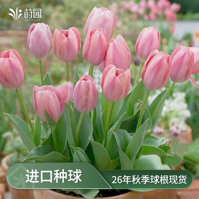 塔莎优选进口郁金香种球荷兰耐寒球根花卉土培庭院地栽阳台盆栽