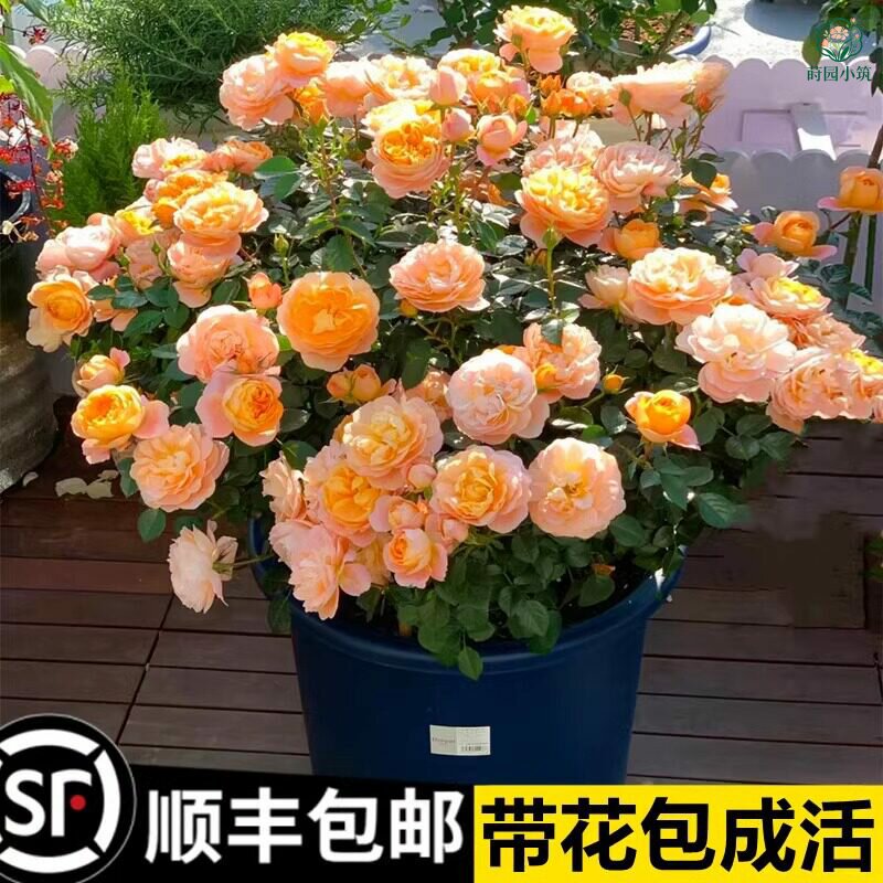 无花朵月季花花卉果汁阳台玫瑰花苗天方夜谭灌木盆栽四季花卉浓香