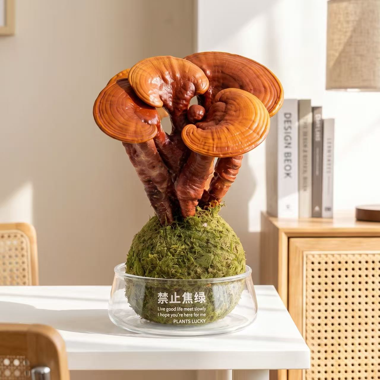 禁止焦绿灵芝盆栽室内净化空气