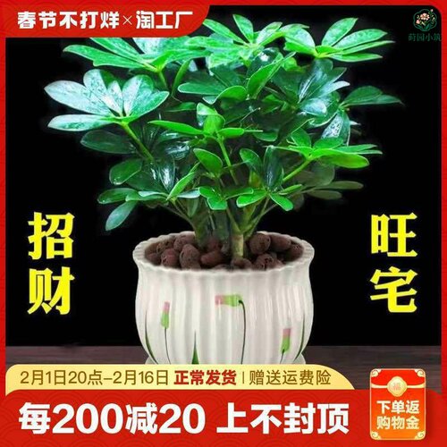 八方来财鸭脚木四季常青室内绿植盆栽花卉发财树苗招财树客厅水培