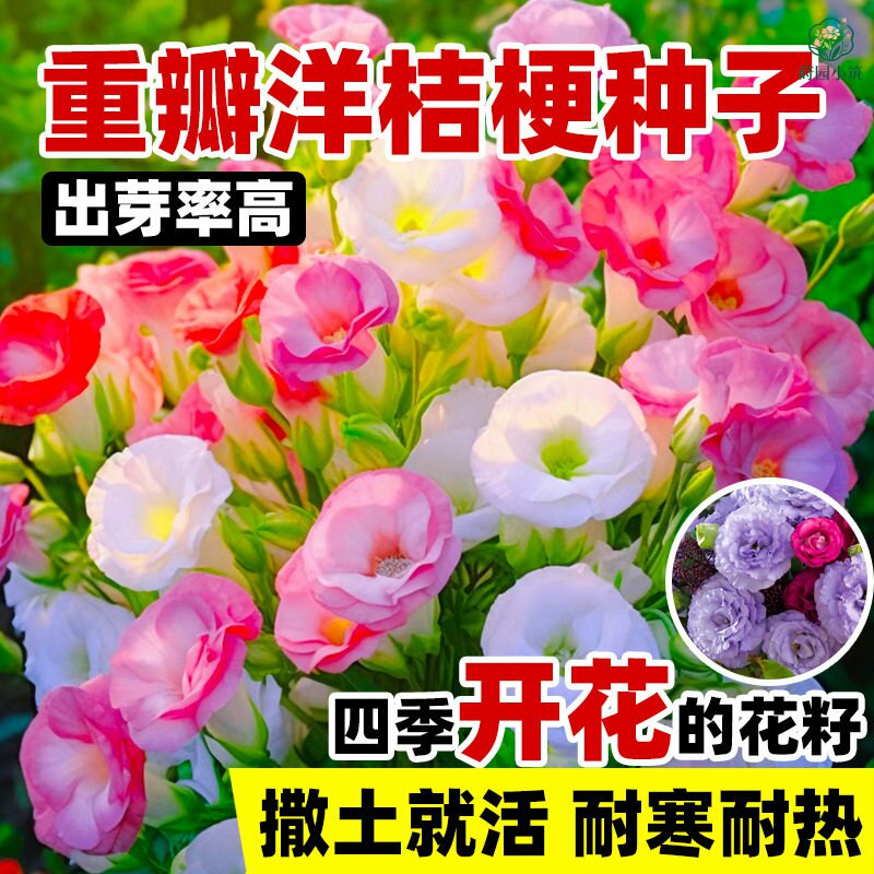 四季播种洋桔梗种子混色五颜六色室内外花园懒人桌面盆栽花卉植物