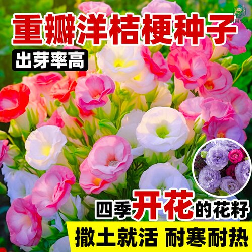 四季播种洋桔梗种子混色五颜六色室内外花园懒人桌面盆栽花卉植物