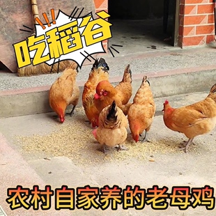 信阳新县农家特产正宗散养土鸡吃稻谷虫子老母鸡月子鸡杀好包邮