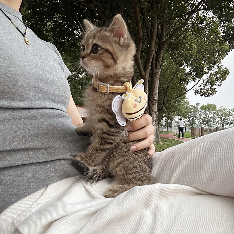 小蜜蜂牵引绳猫猫咪专用防走失小型犬外出防挣脱遛猫绳子项圈新