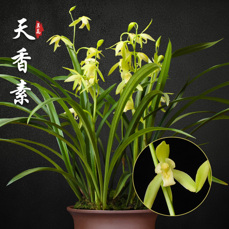 天香素兰花苗盆栽四季兰草名贵浓香花苞室内阳台好养建兰花卉绿植