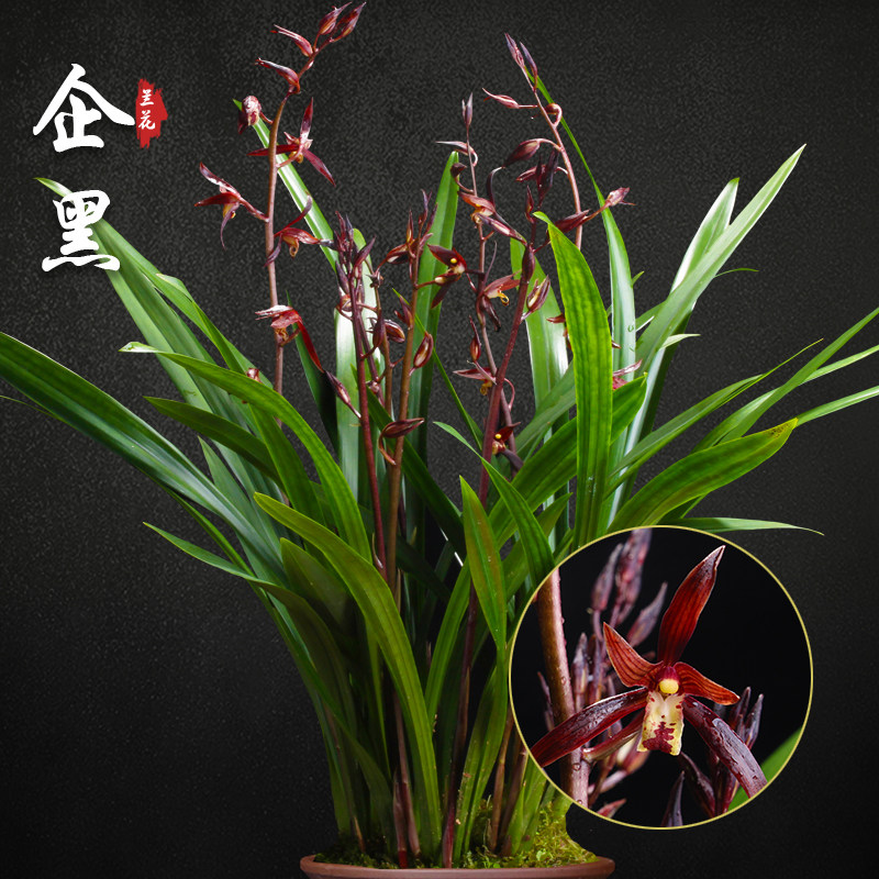 企黑 墨兰兰花苗盆栽兰草名贵浓香花苞室内阳台好养花卉绿植盆栽