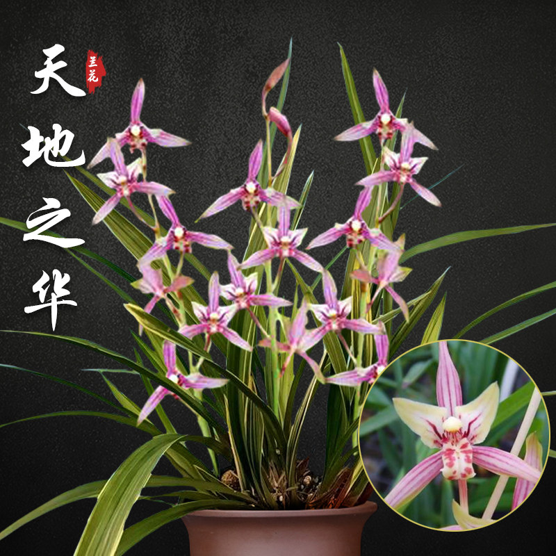 天地之华 金边兰花盆栽四季兰草名贵浓香型花苞建兰室内花卉绿植