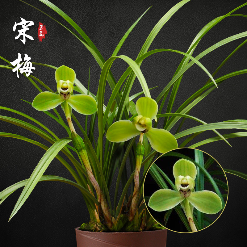 宋梅 春兰兰花苗盆栽兰草名贵浓香花苞室内阳台好养花卉绿植盆栽