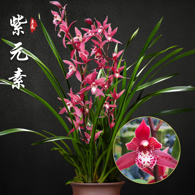 紫元素兰花苗盆栽四季兰草名贵浓香花苞室内阳台好养建兰花卉绿植