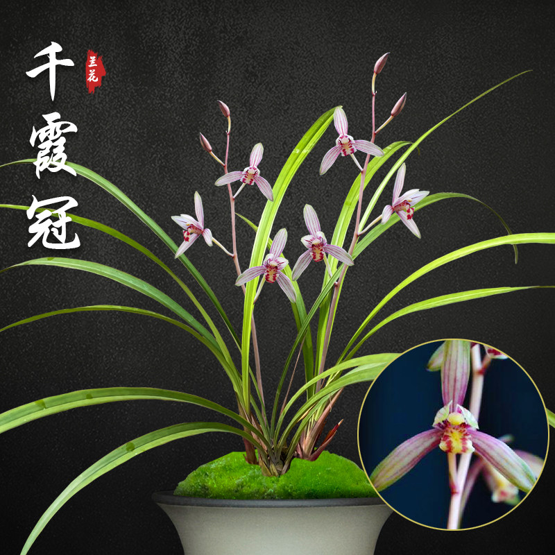 千霞冠兰花苗建兰盆栽室内阳台四季兰草名贵浓香花苞好养花卉绿植