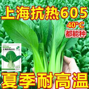 包邮 上海抗热605耐热上海青小油菜青梗菜夏季 耐高温新鲜蔬菜种子