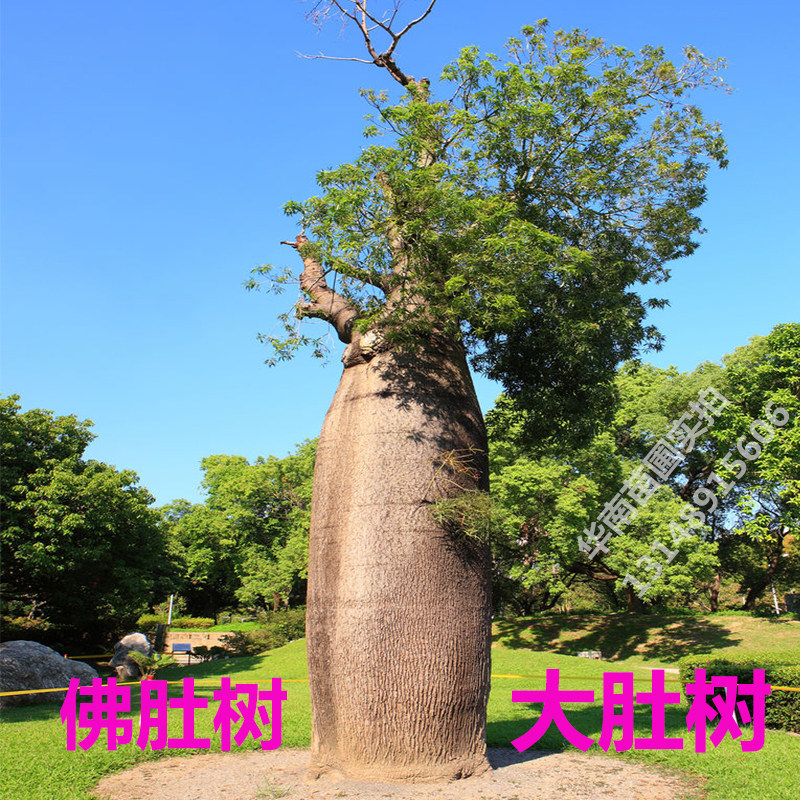 佛肚树苗大肚昆士兰瓶树小苗 澳州常绿植物 名贵树苗绿化珍贵盆栽