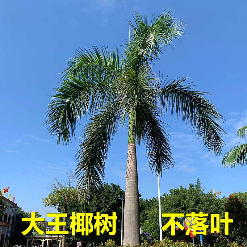 大王椰树苗大王棕树绿化树苗名贵苗木四季常青庭院别墅风景树耐寒