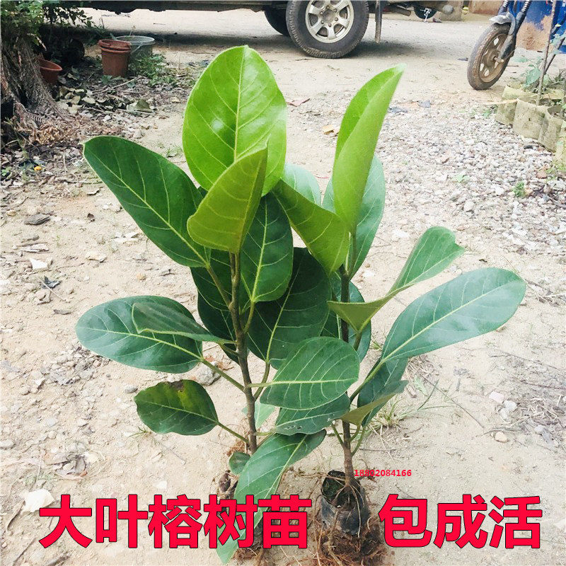 大叶榕树苗高山榕小苗四季常绿观叶绿植庭院绿化盆景室内盆栽耐寒