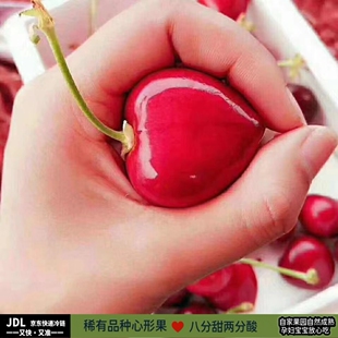 现摘现发山西运城史村新鲜车厘子大樱桃萨米脱砂蜜豆孕妇水果包邮