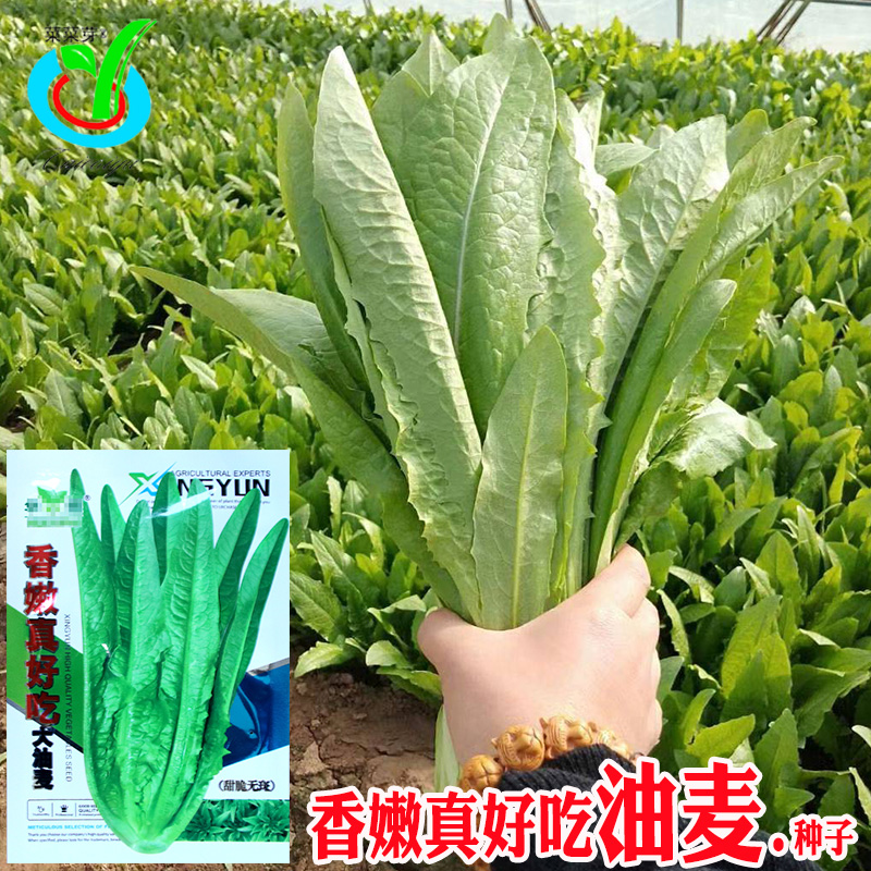 香嫩真好吃大油麦种子 农田菜园可四季盆栽速生嫩脆鲜油麦蔬菜籽