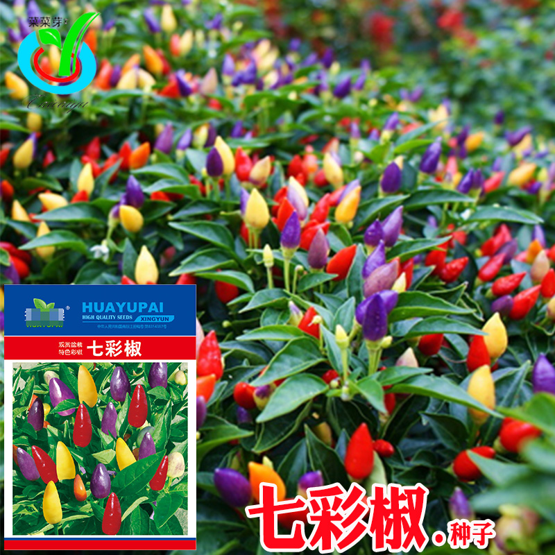 七彩椒种子 农田菜园可四季盆栽观赏食用型彩色艳丽小辣椒蔬菜籽