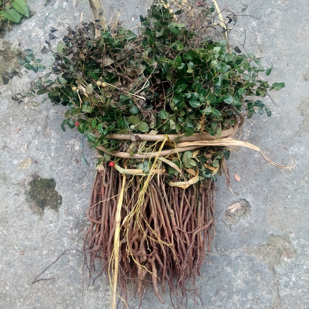 虎刺中药材全草盆栽新鲜老鼠刺干货鸟不踏黄鸡脚根煲汤绣花针包邮