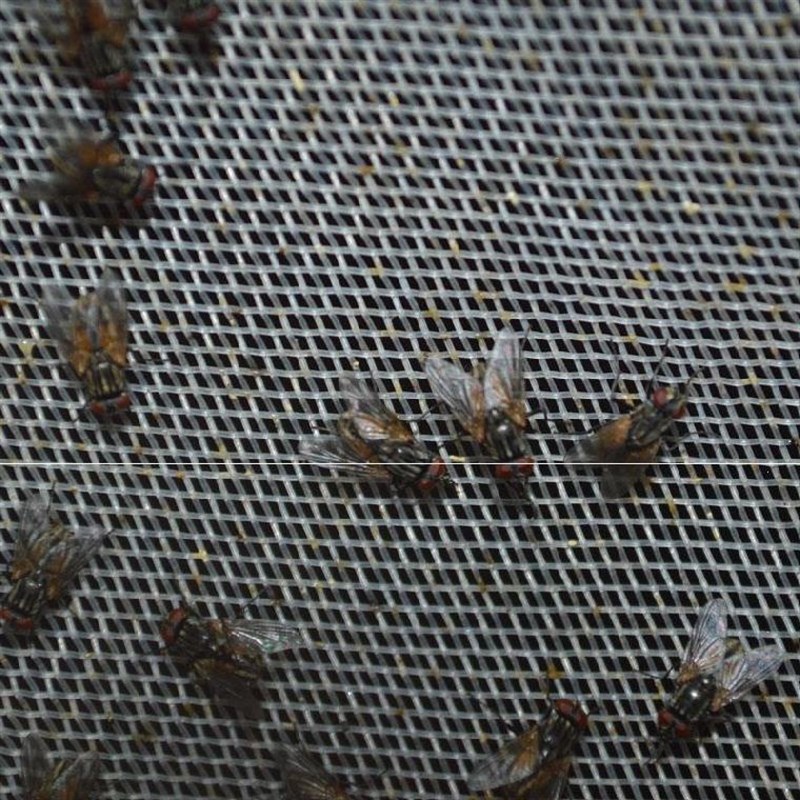 新手家养养虫黑水虻养殖设备养殖可h定技适用常用纱网做术苍.
