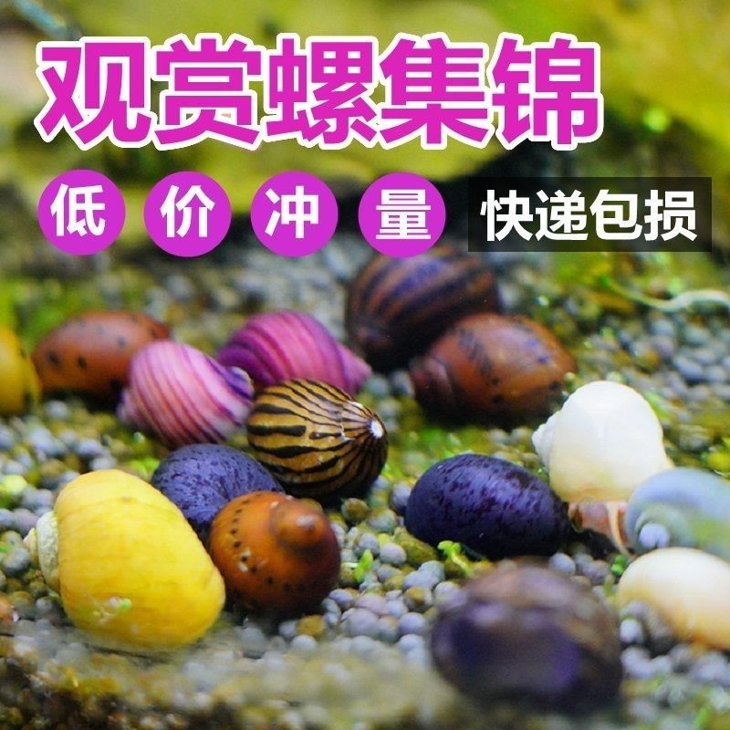 观赏螺的种类及图片,为什么不推荐养观赏螺,草缸杂螺种类_大山谷图库