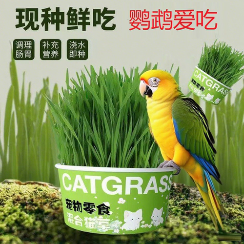鹦鹉麦芽草粮大麦种子鹦鹉啃咬饲料鸟草盒零食促进消化解闷防啄毛