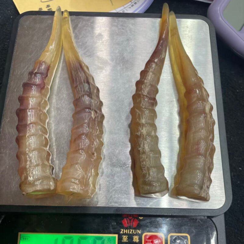 外蒙 天然 羚羊血丝优质山羊角丝羊角山羊角丝手把件整根羊角送礼