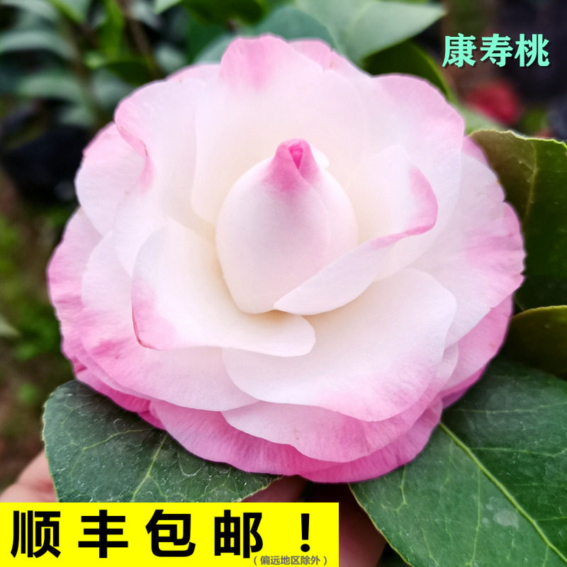 康寿桃美琳达山茶花盆栽树苗稀有新名贵品种精品阳台室内花卉绿植
