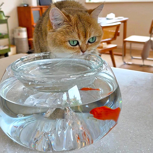 【骗猫喝水】猫碗不易打翻鱼缸大口径喝水增高架保护颈椎饮水神器