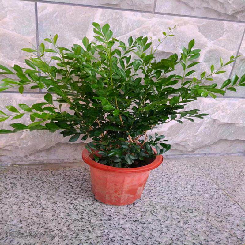 盆栽观叶植物室内k非常容易不含盆浓香新品千里香盆景驱蚊绿植老