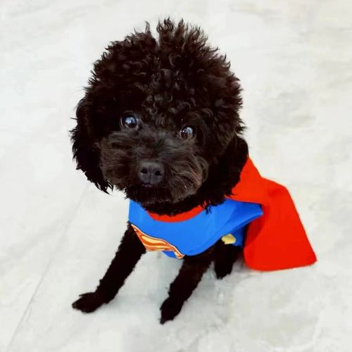 ПЭТ сверхчеловеческая одежда красной собаки смешной, смешная кошка Корки Баррин Тедди Летняя Тонкая Модели Трансформация