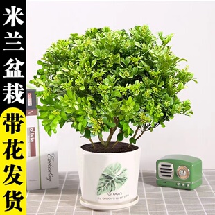 带花苞香水米兰花盆栽花卉植物四季常绿浓香好养老桩盆景驱蚊绿植
