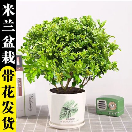 带花苞香水米兰花盆栽花卉植物四季常绿浓香好养老桩盆景驱蚊绿植