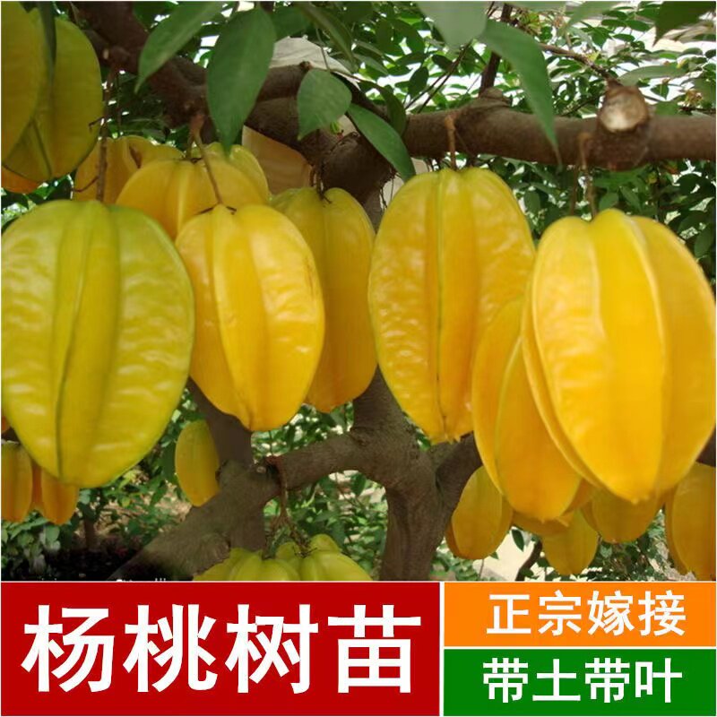 地栽盆栽当年结果杨桃树苗四季