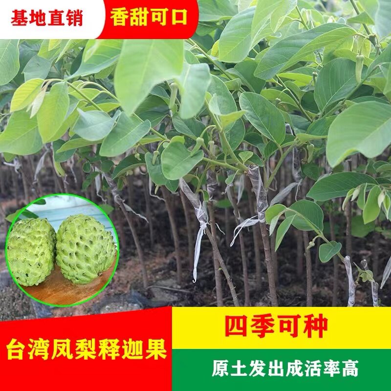 正宗凤梨释迦果树苗嫁接果苗台湾牛奶番荔枝红特大南方种植盆栽苗