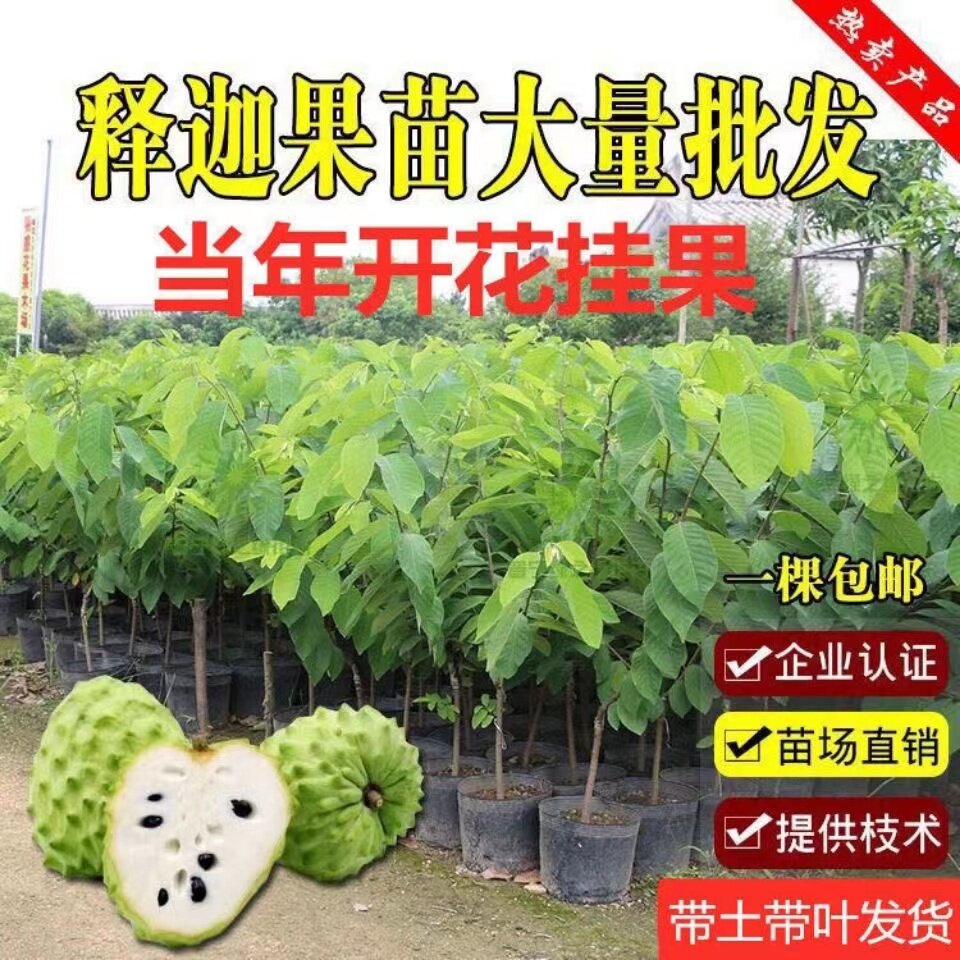 释迦果苗台湾凤梨释迦AP释迦番荔枝佛陀果苗种植释迦树苗带土庭院